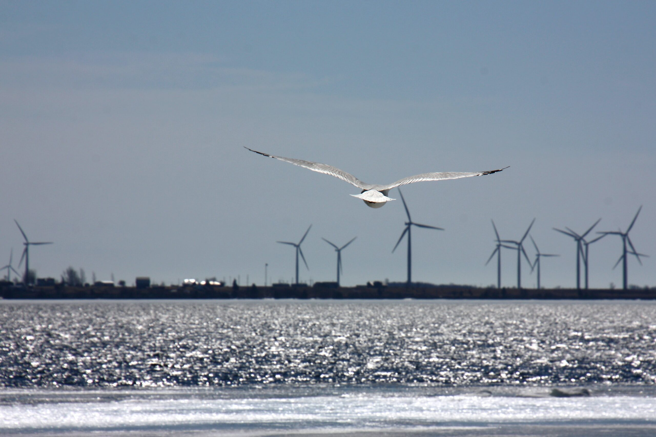 Wolfe Island - photo by Anthony Aird